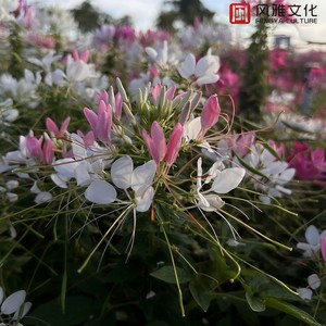 雨花