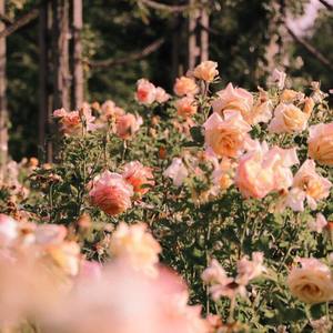 舒伯特玫瑰「男声版」