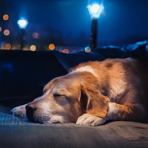 Acogedor Sueño Para Cachorros