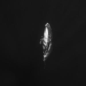 Moby Dick (Explicit)