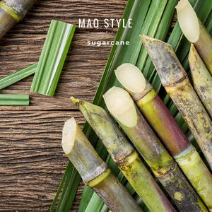 sugarcane