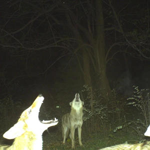 I GOT FEELINGS 2 (feat. Dark4z!) (bonus track) (Explicit)