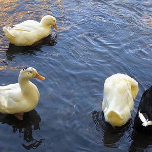 Gang Gang (Prod. Glock 幺七)