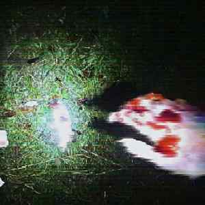 Botanická zahrada (Explicit)