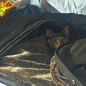 LOUDSILENCE (Explicit)