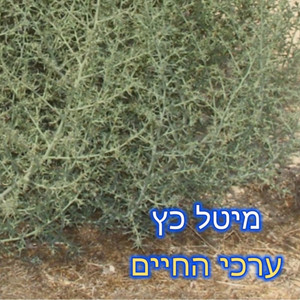 ערכי החיים