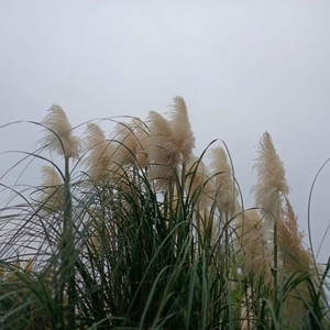 落了白-萧博毅