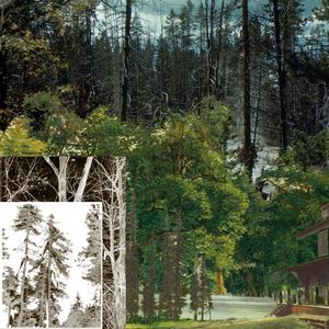 Feed The Trees (feat. in mazes, SaxSouljah, Kimiko & Nashelle)