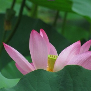 爱莲说 (伴奏) - 平纱落雁、小曲儿封面