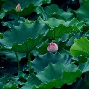 唱支山歌给党听伴奏 (伴奏)