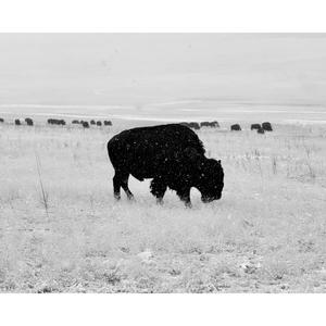 Stampede