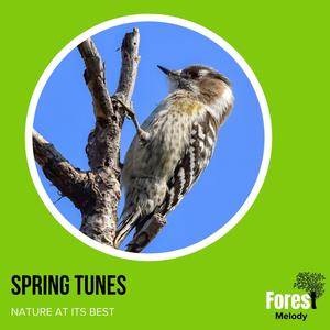 Spring Tunes - Nature at its Best