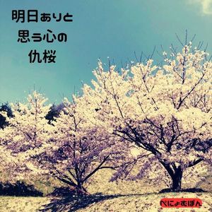 明日ありと思う心の仇桜