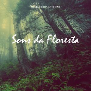 Música para Estudar: Sons da Floresta