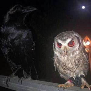 Trance (feat. Allahja The Terrible) (Explicit)