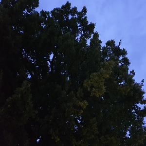 uke in the night