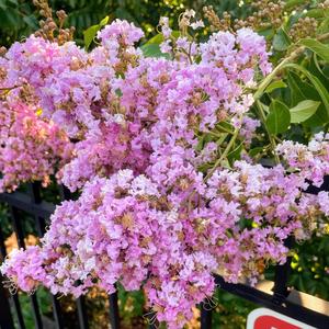 Dreamers (feat. Alpha Xan)