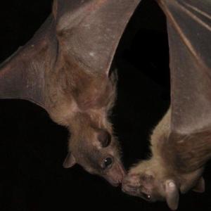 lavish (feat. Paracyt) (Explicit)