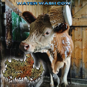 Water Wash Cow