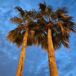 Palmas 956 (Explicit)