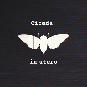 Cicada in utero