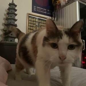 甜不过三花小喵仙&太始意君