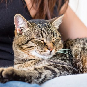 Suaves Sonidos Felinos