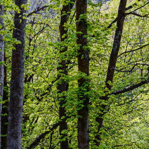 Pasbela Knight of Broken Promises