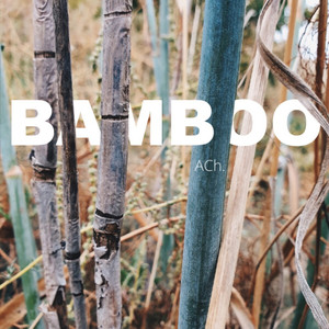 bamboo