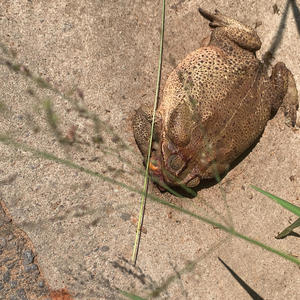 callao (feat. Naad) (Explicit)