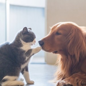 Pets Comfort Harmony Tunes