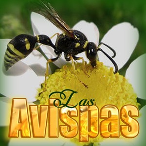 Las Avispas