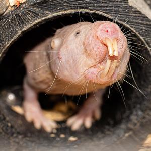 Mole rat