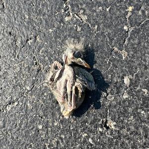 Coom (feat. Fat T) (Explicit)