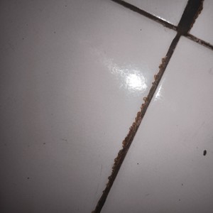 Drop congcorang ngambang