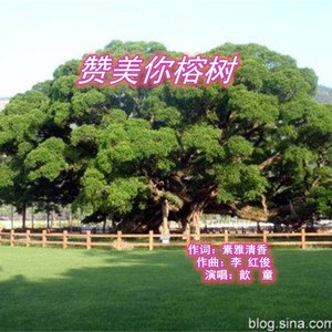 赞美你榕树