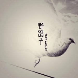 野鸽子 (伴奏)