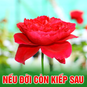 Nếu đời còn kiếp sau