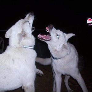 theres poison in the well