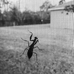 Act A Fool (feat. Papo) (Explicit)