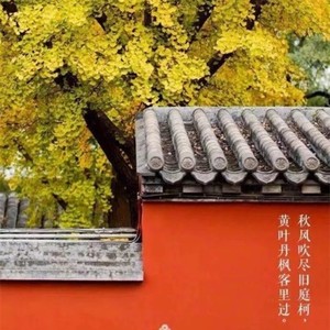 让爱飘进梦乡琴韵香荷vs糊歌