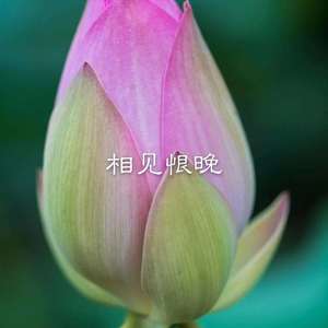 我曾用心爱着你 (DJ版)