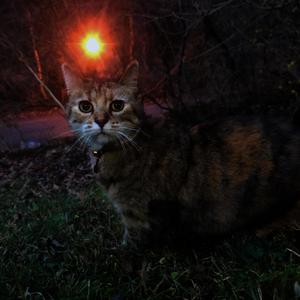 Loveless Dreamers (Live Studio Version)