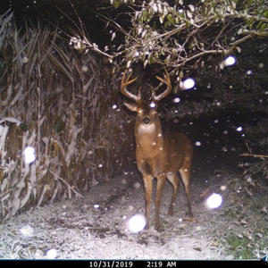 too much to ignore (i can't help it|Explicit)