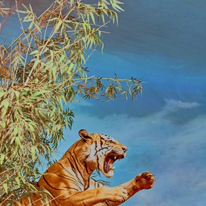 Starlings (2023 Version)