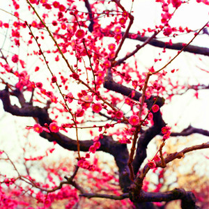 Medusa On The Drums (Explicit)