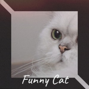 Funny Cat