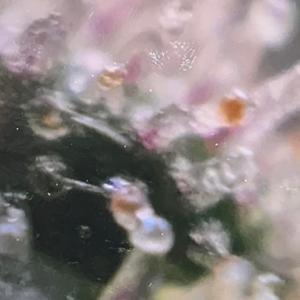 Dandelion (Explicit)