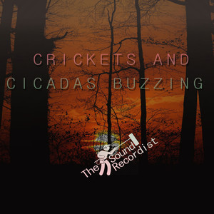 Crickets at night