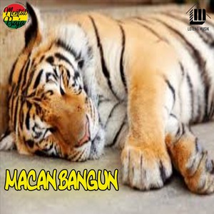 Macan Bangun